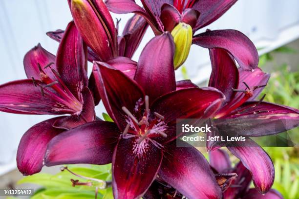 Daylilies Stock Photo - Download Image Now - Beauty In Nature, Blossom, Close-up