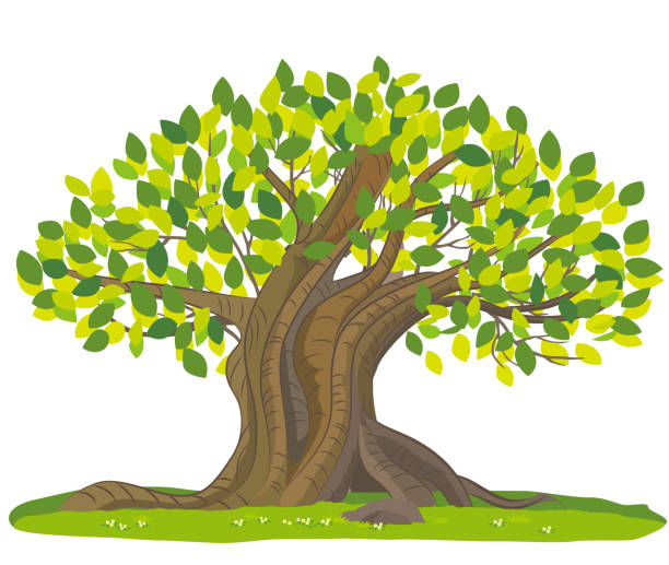 Cartoon Of Banyan Tree Illustrations, Royalty-Free Vector Graphics & Clip  Art - iStock