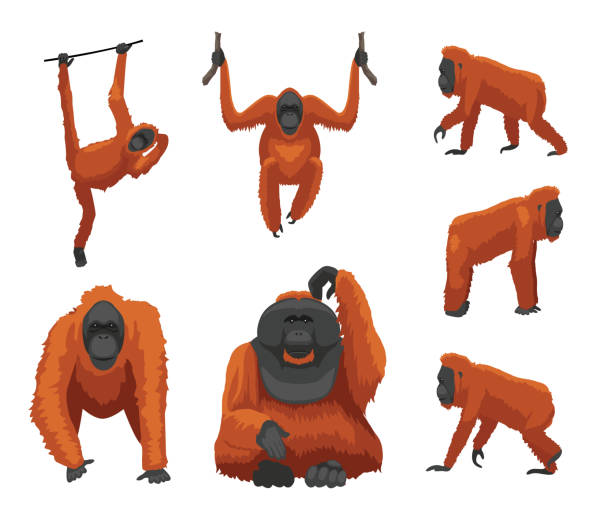 primatenaffe orang-utan verschiedene posen nette cartoon vektor illustration - orangutan ape endangered species zoo stock-grafiken, -clipart, -cartoons und -symbole