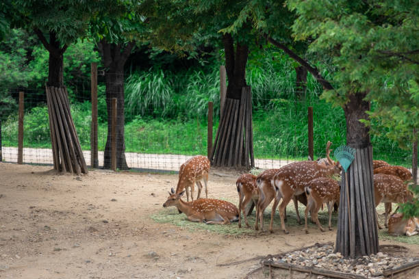 istock Deer eating grass at Seoul Forest, South Korea 1413260561