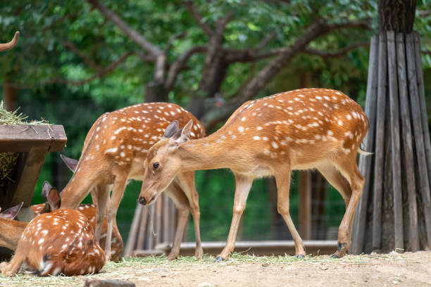 istock Deer eating grass at Seoul Forest, South Korea 1413261489