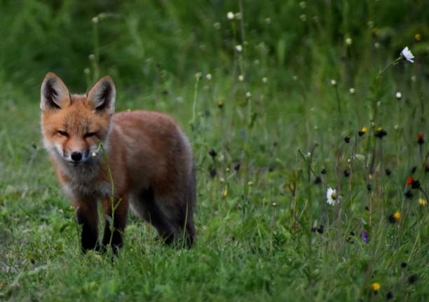 istock Un jeune renard 1413261762