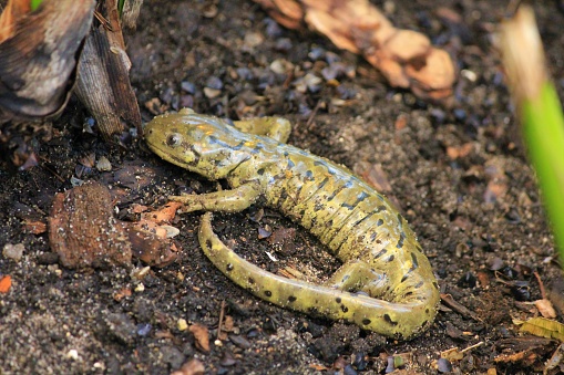 Tiger Salamander native to central and Southern Alberta soaking in the sun.