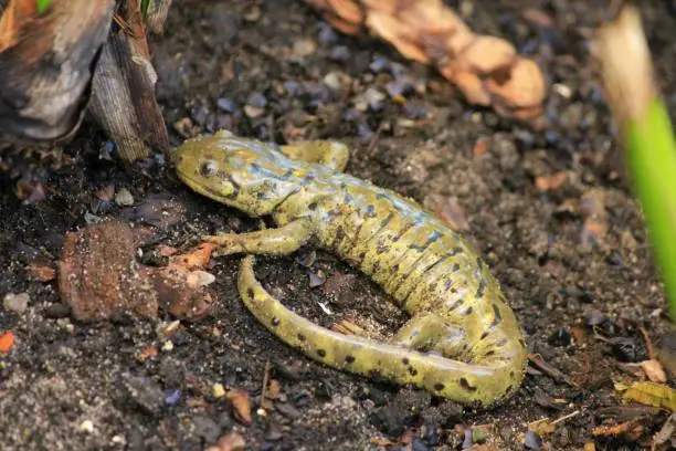 Photo of Tiger Salamander