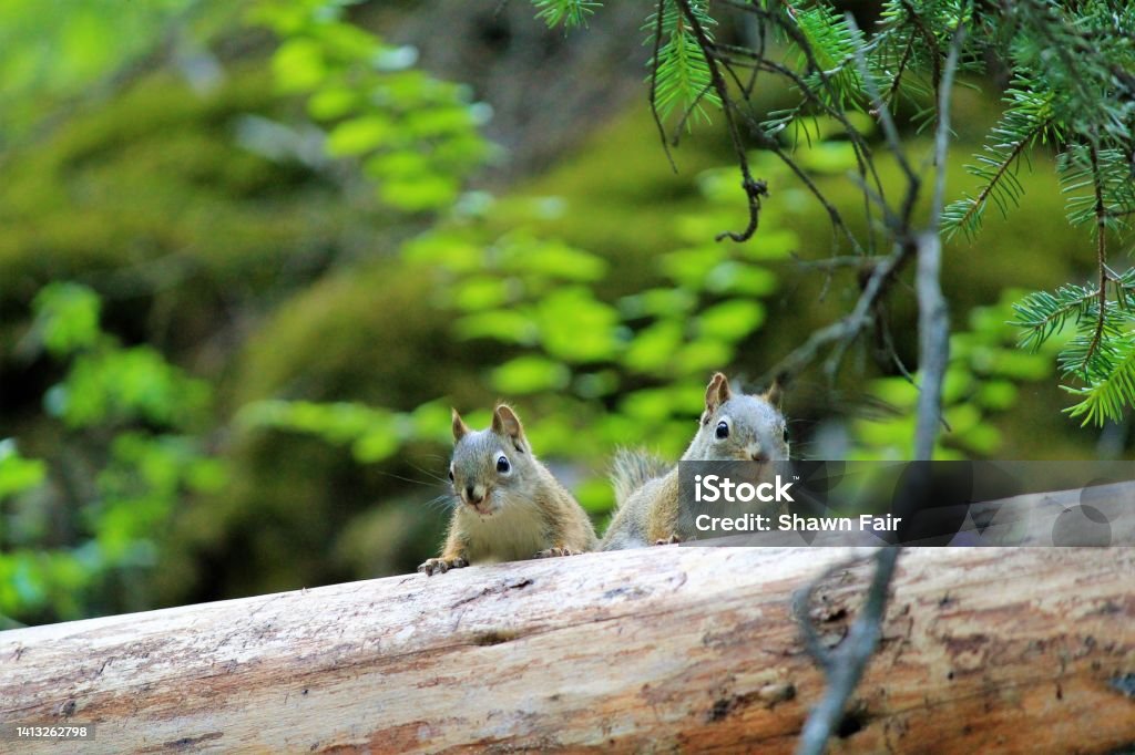 Mother and her young Red squirrels in the Rockies Animal Stock Photo