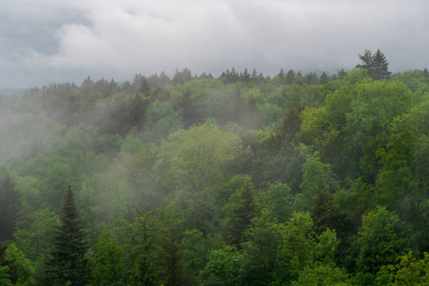 istock Bavarian Forest with fascinating clouds and blue sky 1413264066