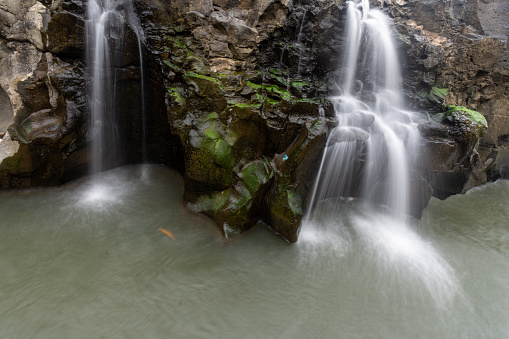 Foaming river water flows down large black rocks in the middle of a tropical forest