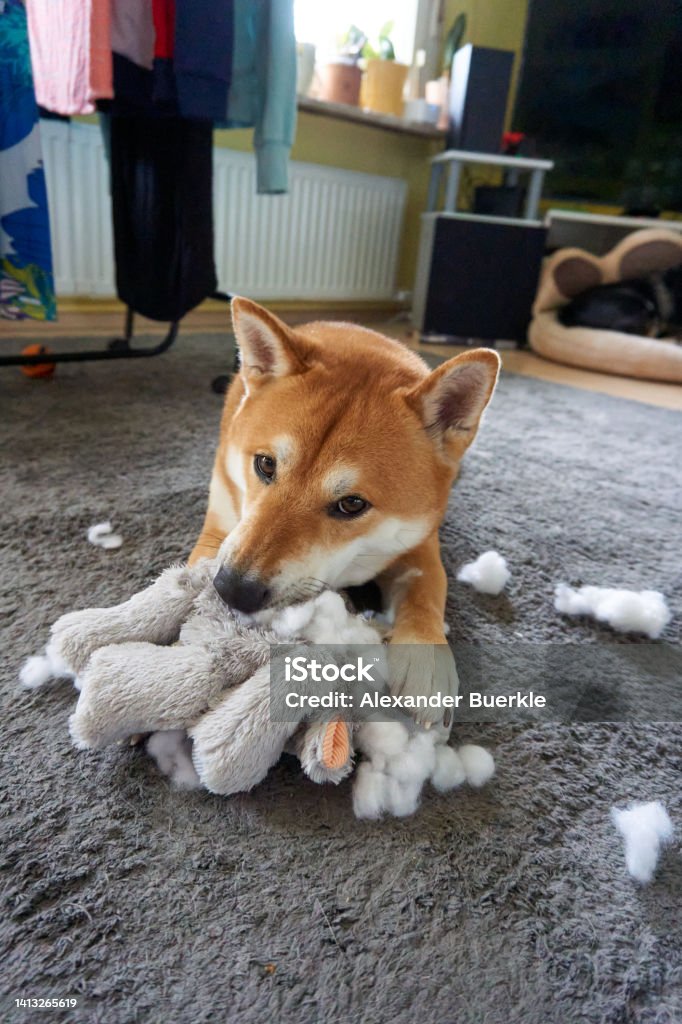 sesame shiba inu dog playing with a stuffed animal Chewing Stock Photo