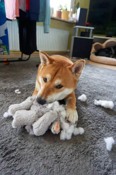 sesame shiba inu dog playing with a stuffed animal