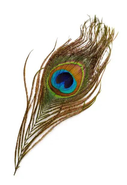 Photo of Top view of peacock feather