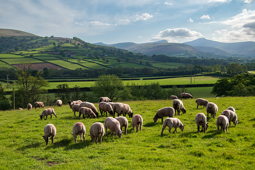 A sheep field in the foreground with a view of the Brecon Beacon mountains in the distance.
