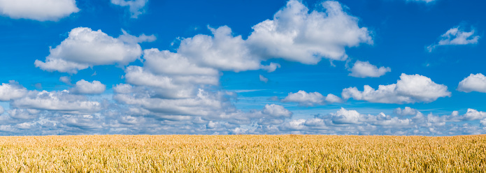 Healthy ripening wheat growing in a farm field under big blue summer skies with white fluffy clouds to the horizon.