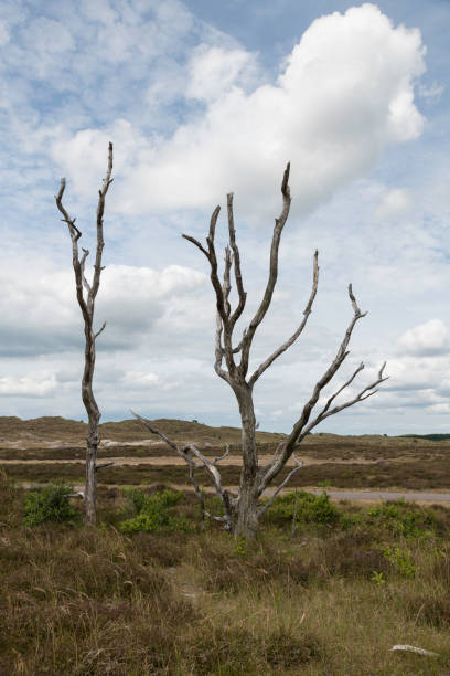 tote bäume in den dünen in holland während des sommertages - schoorl stock-fotos und bilder