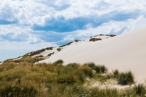 rare white dunes near schoolr along the dutch coast with unique white sand and beautiful green dune plants in the foreground