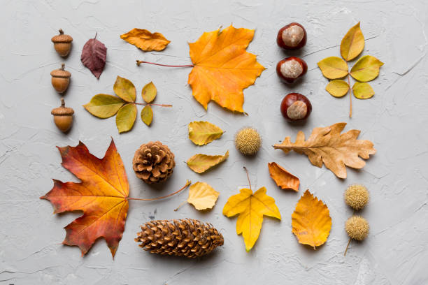 istock Autumn composition. Pattern made of dried leaves and other design accessories on table. Flat lay, top view 1413268490