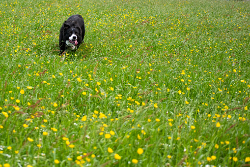 A sheepdog bounding through a meadow having a great time!