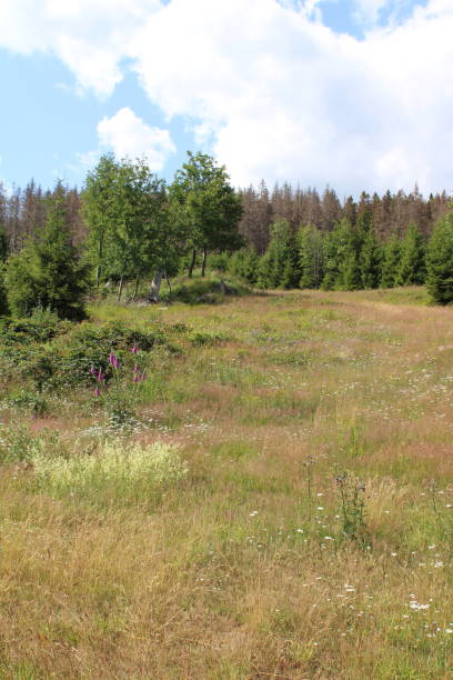 istock Mountain meadow in the Harz Mountains 1413270356