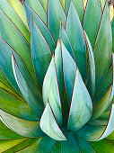 istock Agave 1413270523