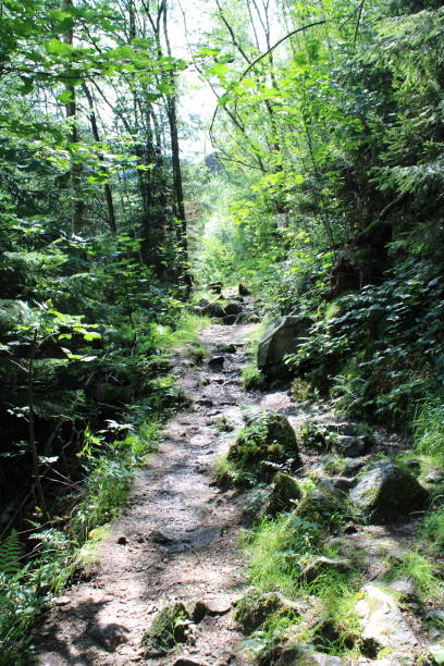 istock Hiking trails in the Harz National Park 1413271184