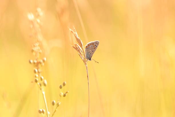 Closeup of small butterfly on grass in meadow