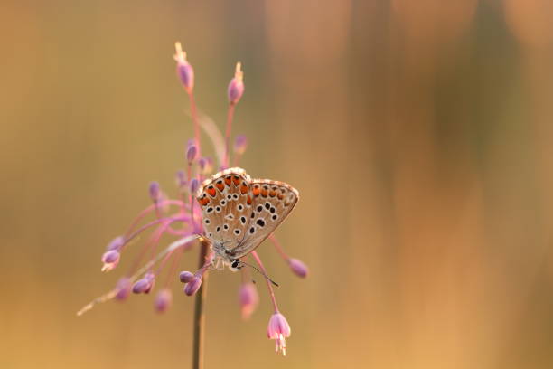 istock A Butterfly on a flower 1413273294