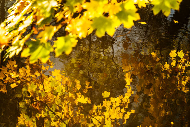 Colorful autumn leaves reflecting in water