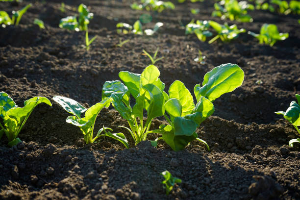 Natural organic food crop growing in rich black earth soil, closeup. Agricultural plants grow in the ground. stock photo