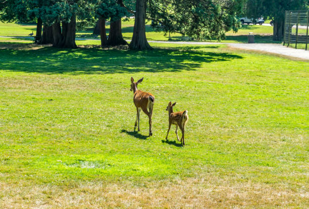 istock Tacoma Park Doe And Fawn 1413274629