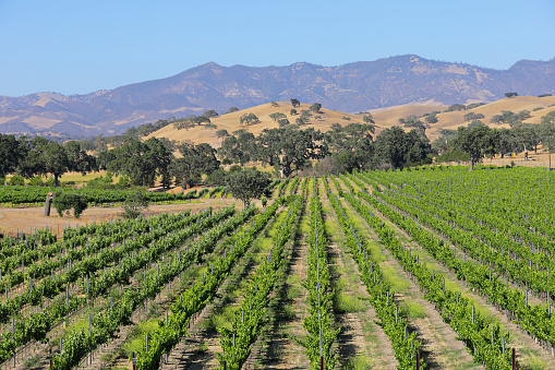 summer vineyard landscape.