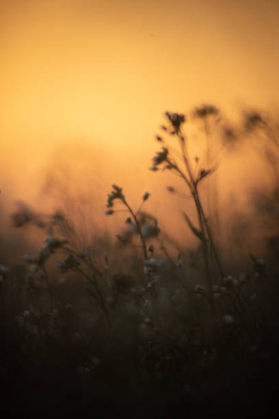 istock sunset on the Polish breeding grounds 1413274757