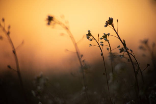 istock sunset on the Polish breeding grounds 1413274758
