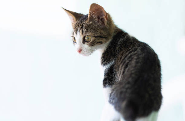 istock Little green kitten on a white background 1413275468