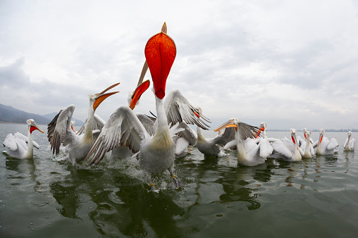 Dalmatian pelican (Pelecanus crispus)