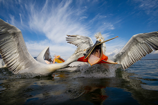 Dalmatian pelican fighting (Pelecanus crispus)