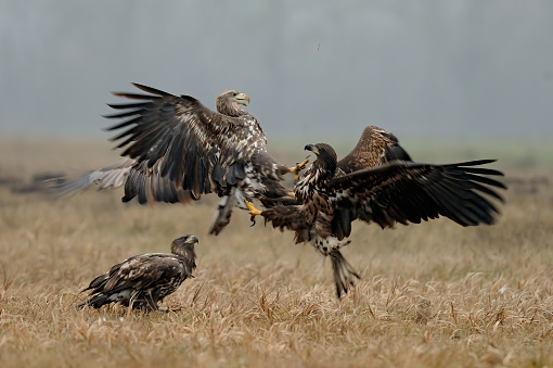 Vultures eating in Masai Mara, Kenya.