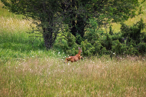 Female deer runs away by jumping in the meadow.