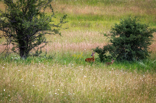 Two females deer in the meadow.