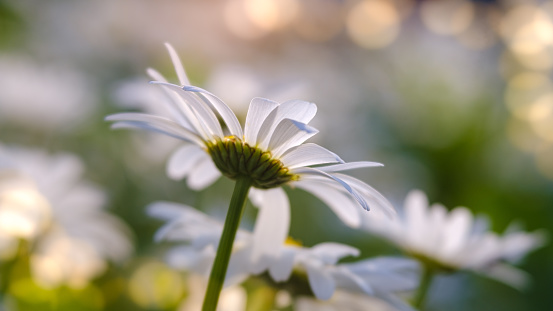 Macro image of shasta daisy with bright bokeh and more daisies in the background