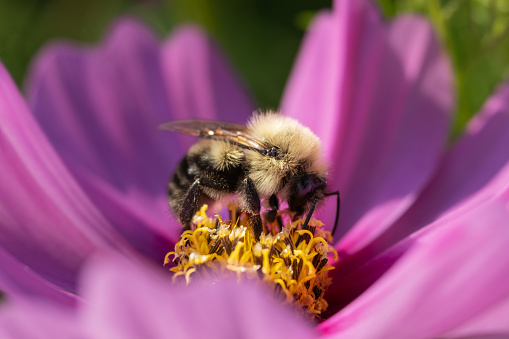 Macro image of bee on pink cosmos blossom