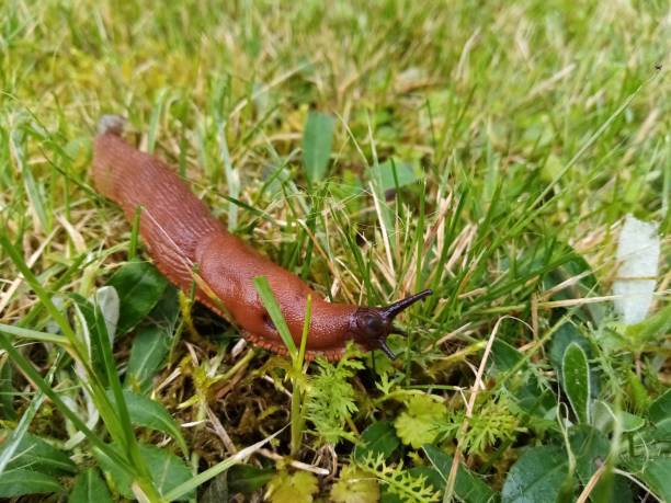 istock Snail in the grass 1413279402