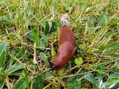 View of a snail without a shell crawling on the grass in the meadow