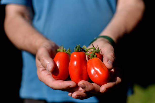 istock Freshly harvested tomatoes in farmers hands 1413279980
