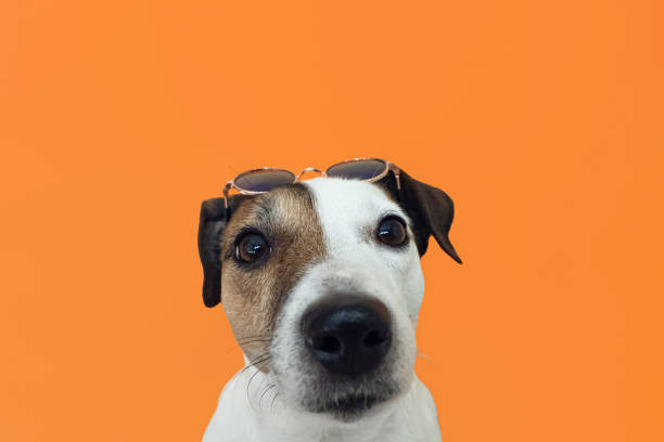 istock Jack Russell terrier. Thoroughbred dog on an orange background. Copy space 1413280046