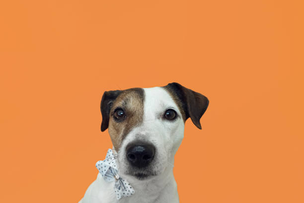 istock Jack Russell terrier. Thoroughbred dog on an orange background. Copy space 1413280054