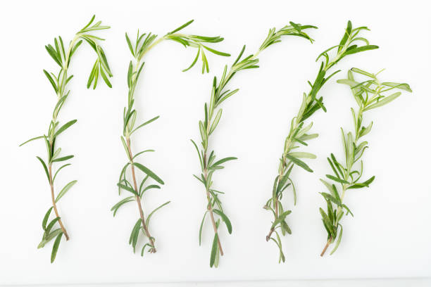 istock set of fresh rosemary on a white background 1413280155