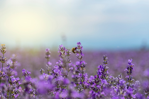 Close up of blossoming lavender in a field.