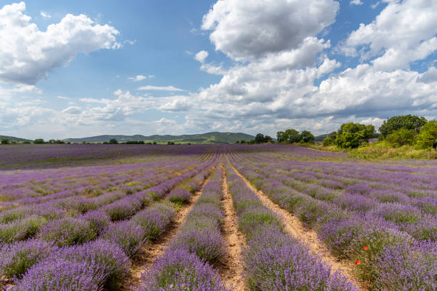 istock Lavender fields. Beautiful image of lavender field. 1413280485