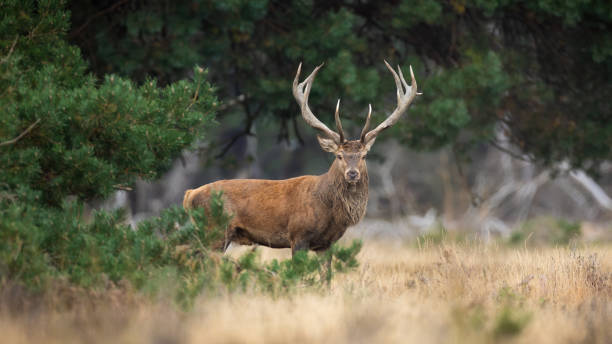 istock Majestic red deer looking to the camera in pine forest 1413280517