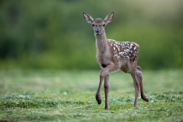 Young red deer looking to the camera on grass in summer stock photo