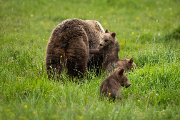 istock Family brown bear playing on meadow in summer nature 1413281117